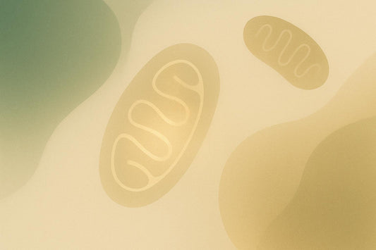 Latest Research on Diet and Mitochondrial Aging