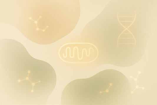 Mitochondrial DNA Polymorphisms and Longevity