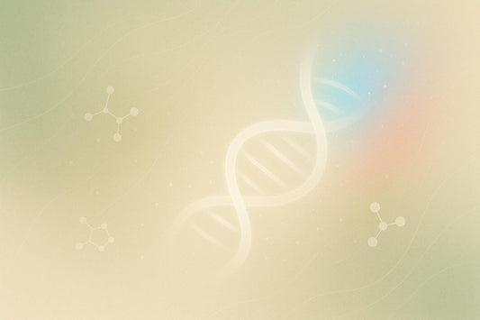 Oxidative Damage Pathways in Mitochondrial DNA