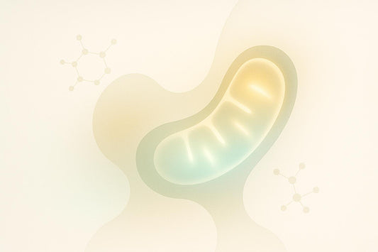 Caloric Restriction and Mitochondrial Biogenesis