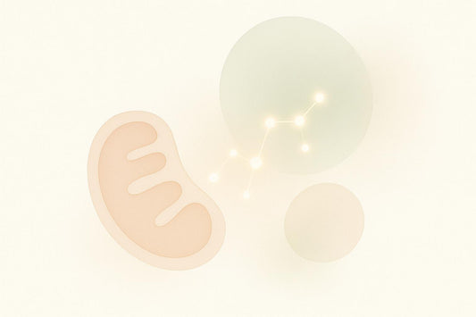 How Mitochondrial Biogenesis Affects Skin Cells