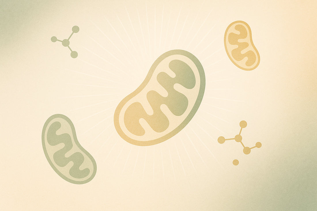7 Factors That Boost Mitochondrial Biogenesis