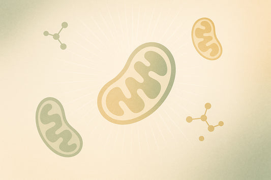 7 Factors That Boost Mitochondrial Biogenesis