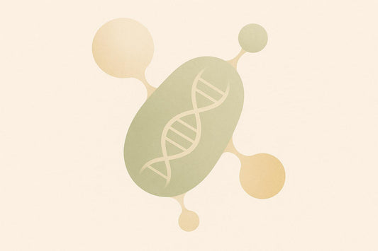 Nucleoside Supplements for Mitochondrial DNA Repair