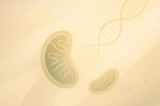 How Exercise Protects Mitochondrial DNA