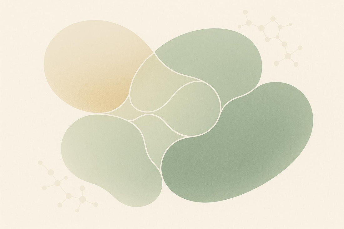 Probiotics and Gut Barrier: How They Support Metabolic Health