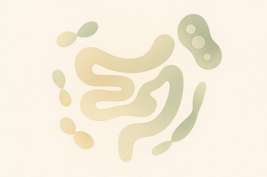 Ultimate Guide to Gut Microbiome and Longevity