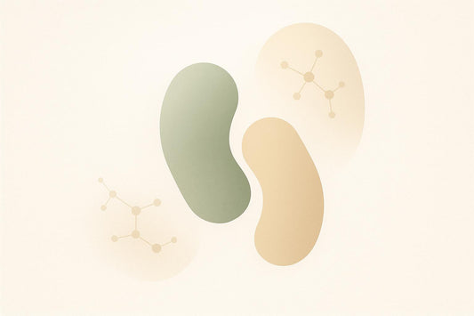 Bifidobacterium lactis: Immune Benefits for Aging Adults