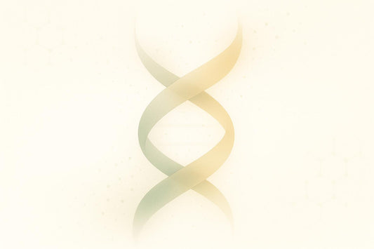 How Caloric Restriction Supports DNA Repair