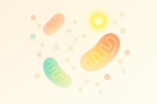 How Exercise Boosts Mitochondrial Energy in Aging