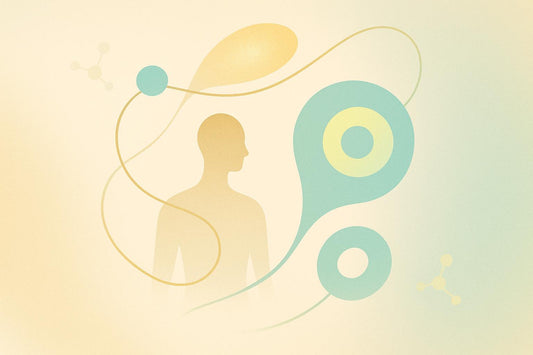 Hormones and Autophagy: Key Mechanisms