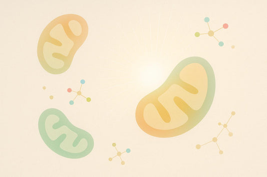 How Mitochondrial Dysfunction Fuels Inflammaging