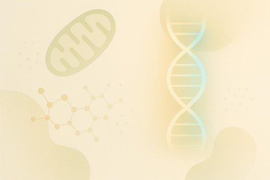 Longevity and Mitochondrial DNA: Genetic Connections