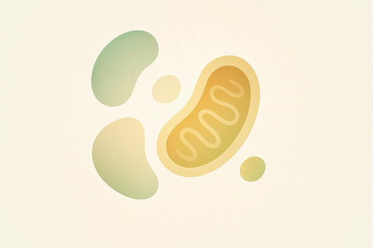 How HIIT Improves Mitochondrial Health in Aging
