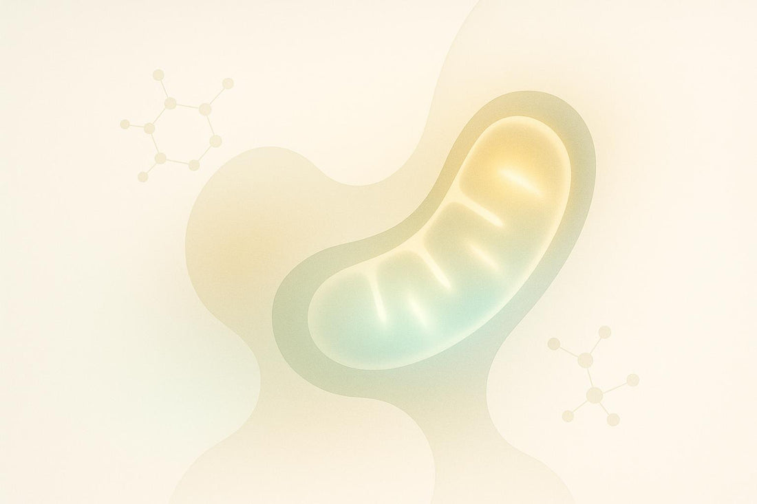 Caloric Restriction and Mitochondrial Biogenesis