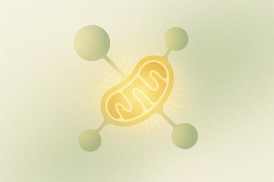 Preventing Mitochondrial Oxidative Damage